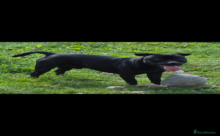 Staffordshire Bull Terrier dogs - Advert 2