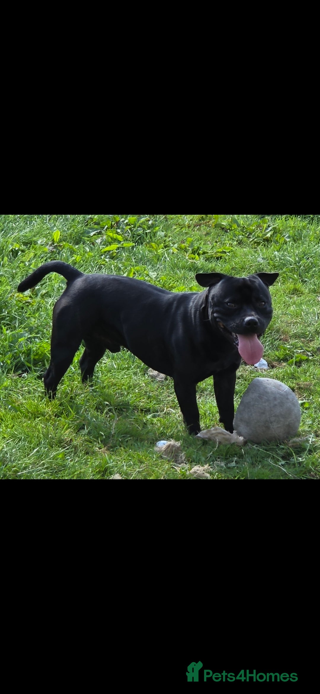 Staffordshire Bull Terrier dogs for stud: Lovely black staff for stud k.c reg - Image 1