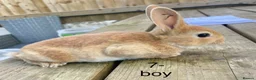 Rex rabbits for sale: 🐰 5 week old Pure bred mini Rex 🐰  - Advert 10