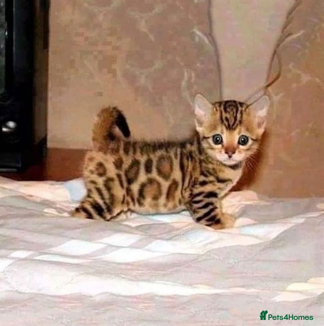 Bengal cats for sale: Gorgeous Bengal kittens 🐈‍⬛ - Image 5