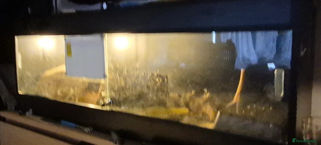 Corn Snake reptiles for sale: 13 year old cornsnake + 1.2 metre enclosure in Potters Bar - Advert 3