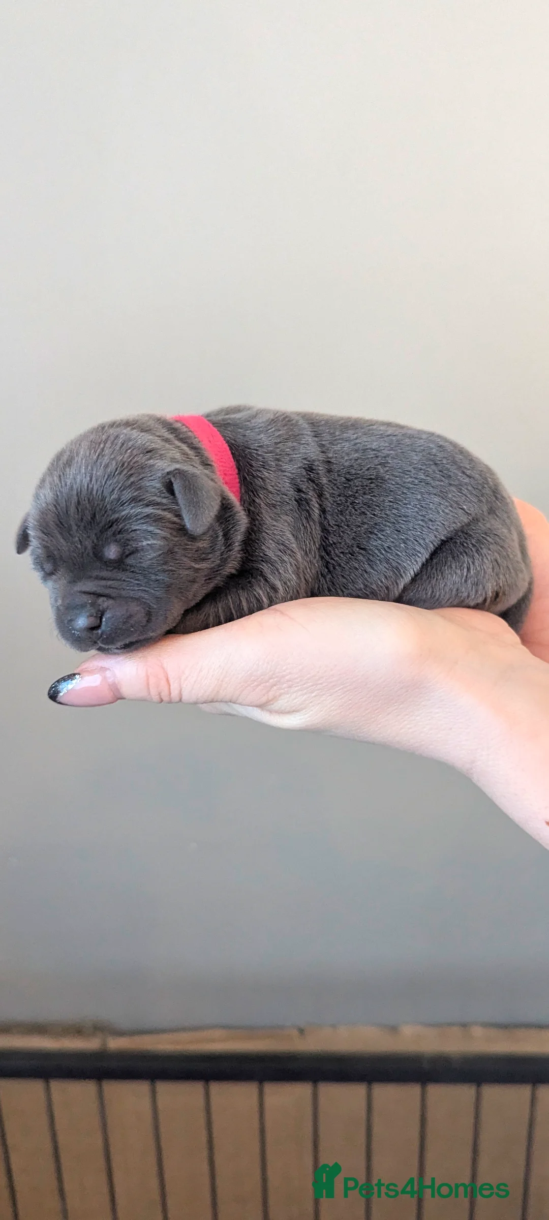 Staffordshire Bull Terrier dogs for sale: Beautiful KC reg Staffordshire bull terriers - Advert 15