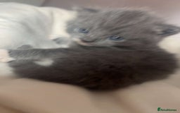 British Shorthair cats for sale: Adorable, male kitten, playful, loves cuddling - Image 4