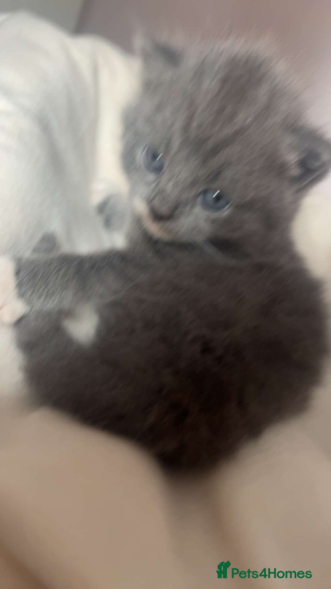 British Shorthair cats for sale: Adorable, male kitten, playful, loves cuddling - Image 4
