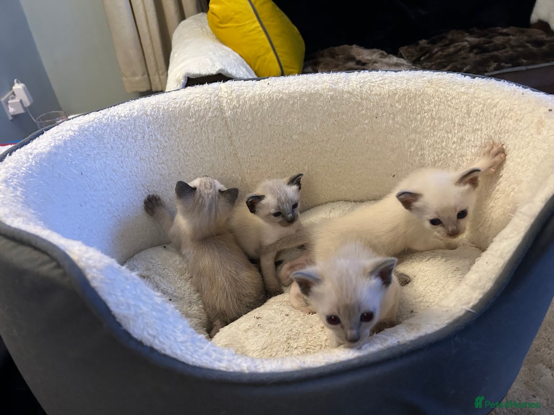 Siamese cats for sale: Traditional Siamese kittens  - Image 6