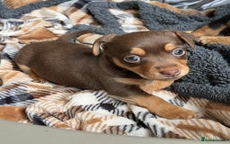Jack Russell dogs for sale: Miniature Jack Russell  - Image 12