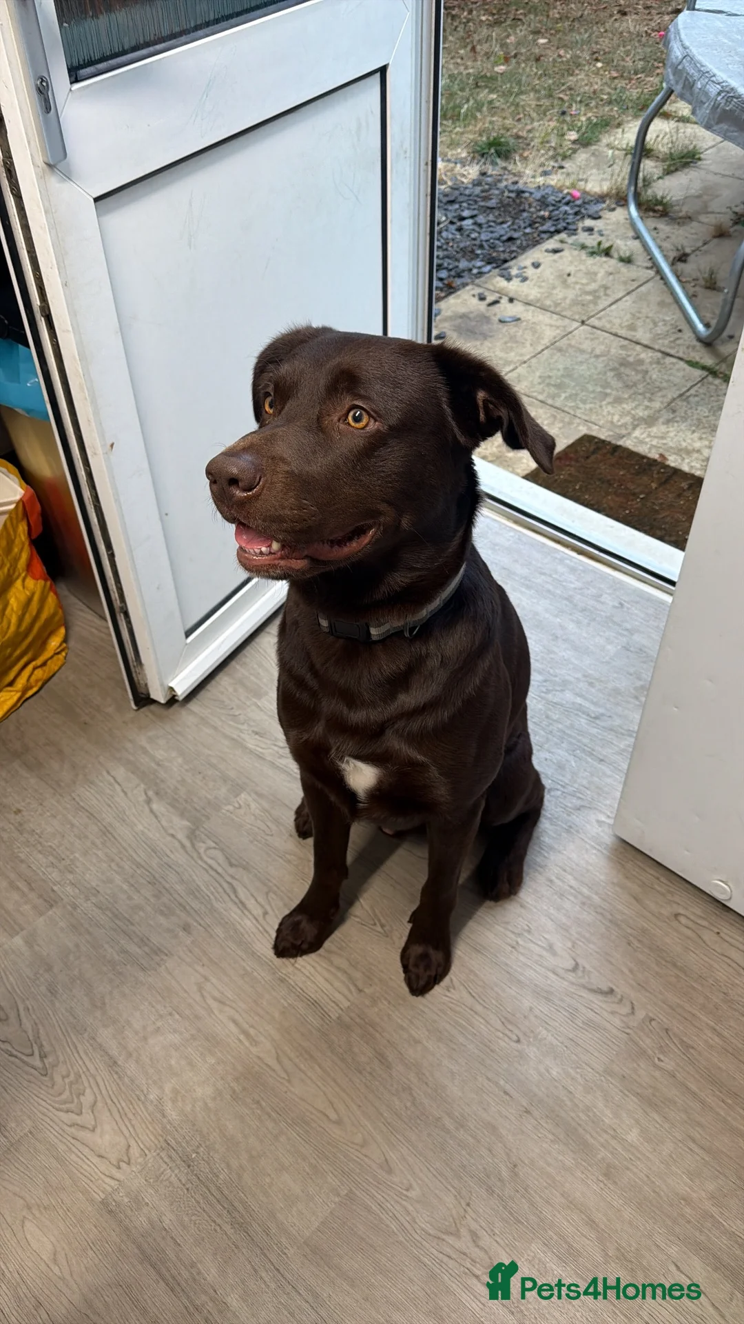 Labrador Retriever dogs for sale: Free to good home in Sandy - Advert 1
