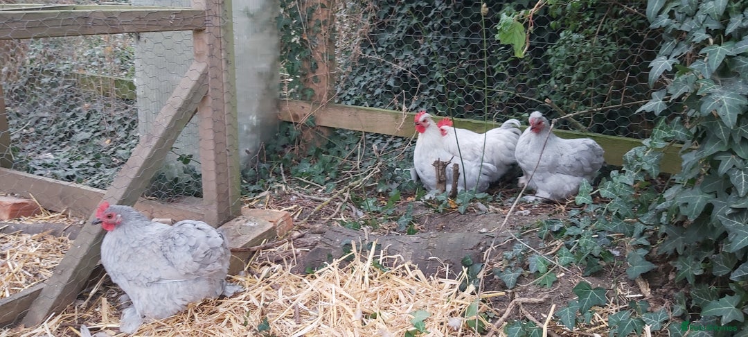 Chickens poultry for sale: Pekin Bantams - Image 3