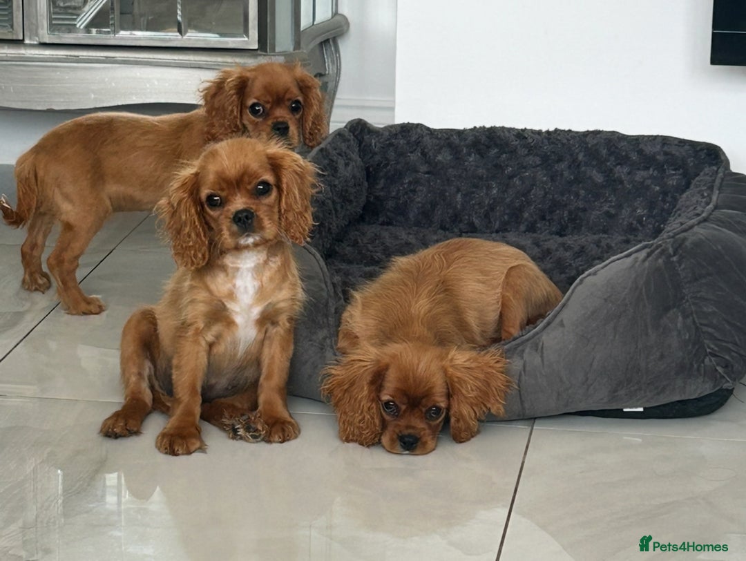 Cavalier King Charles Spaniel dogs for sale: Beautiful cavaliers fully health, and heart tested - Image 5
