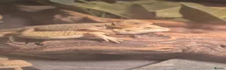 Bearded Dragon reptiles for sale: WhiteHypo x red translucent eggs 45days incubated  - Advert 4