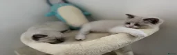 Ragdoll cats for sale: 10 week brother and sister  - Advert 4
