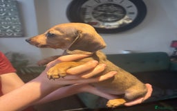 Miniature Dachshund dogs for sale: KC Reg RED DAPPLE Miniature Dachshund (Smooth) - Image 18