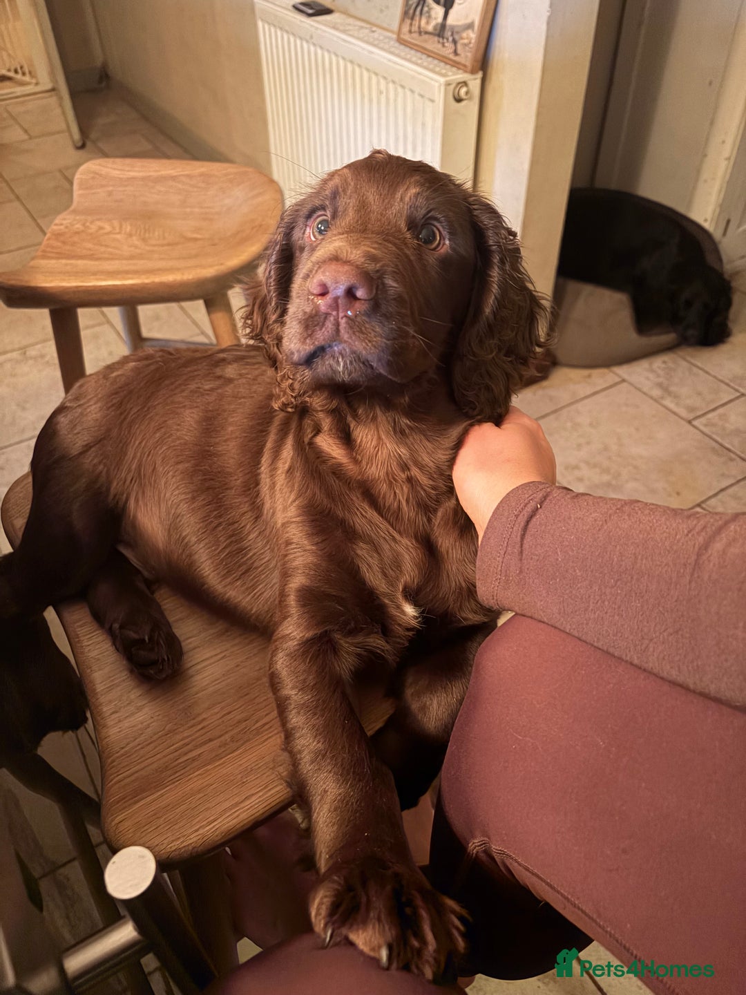 Cocker Spaniel dogs for sale: Beautiful boy remaining Cocker Spaniel Puppies  - Advert 15