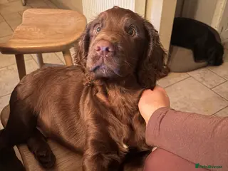 Cocker Spaniel dogs Beautiful boy remaining Cocker Spaniel Puppies - Advert 13