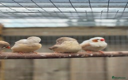 Conures birds for sale: Zebra finch mutations  - Image 2