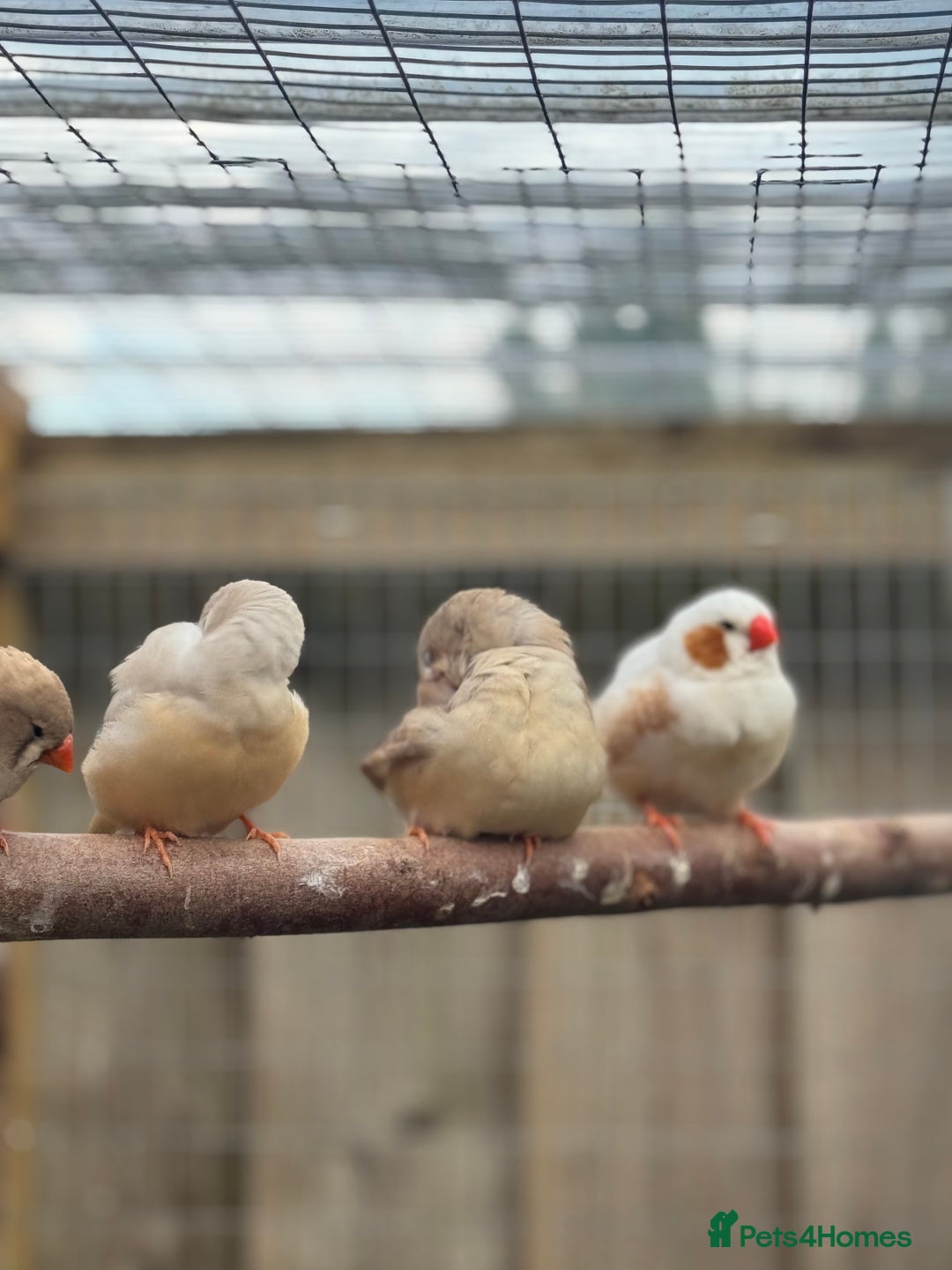 Conures birds for sale: Zebra finch mutations  - Image 2