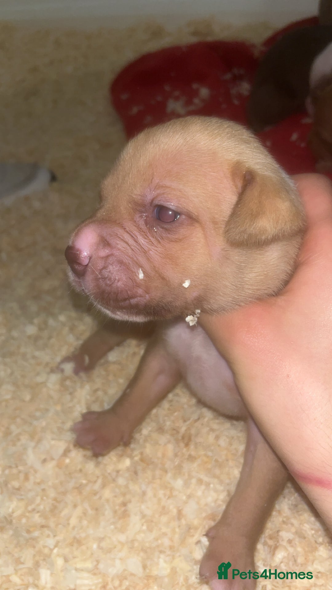 American Bull Staffy dogs for sale: 5 Girls 3 Boys American bull staffy pups  - Advert 8