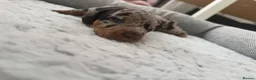 Dachshund dogs for sale: Miniature dachshund puppies - Advert 16