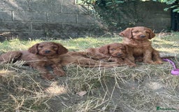 Irish Doodle dogs for sale: Irish doodles - Image 30