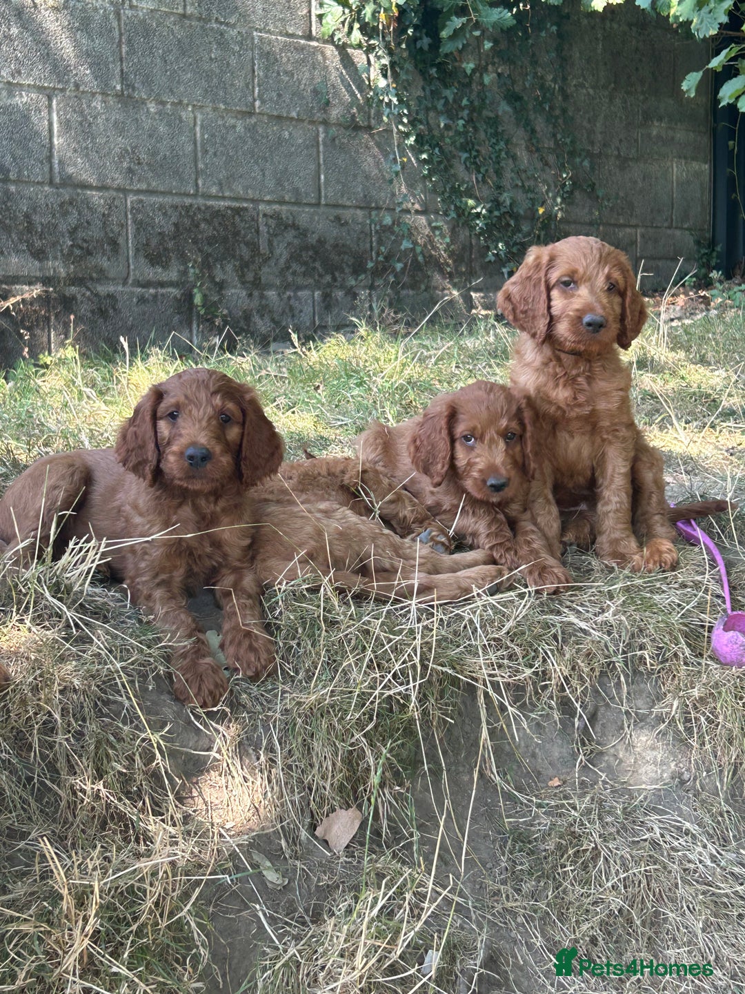 Irish Doodle dogs for sale: Irish doodles - Image 30
