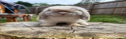 Mini Lop rabbits for sale: Mini lops available  in Ferndown - Advert 5