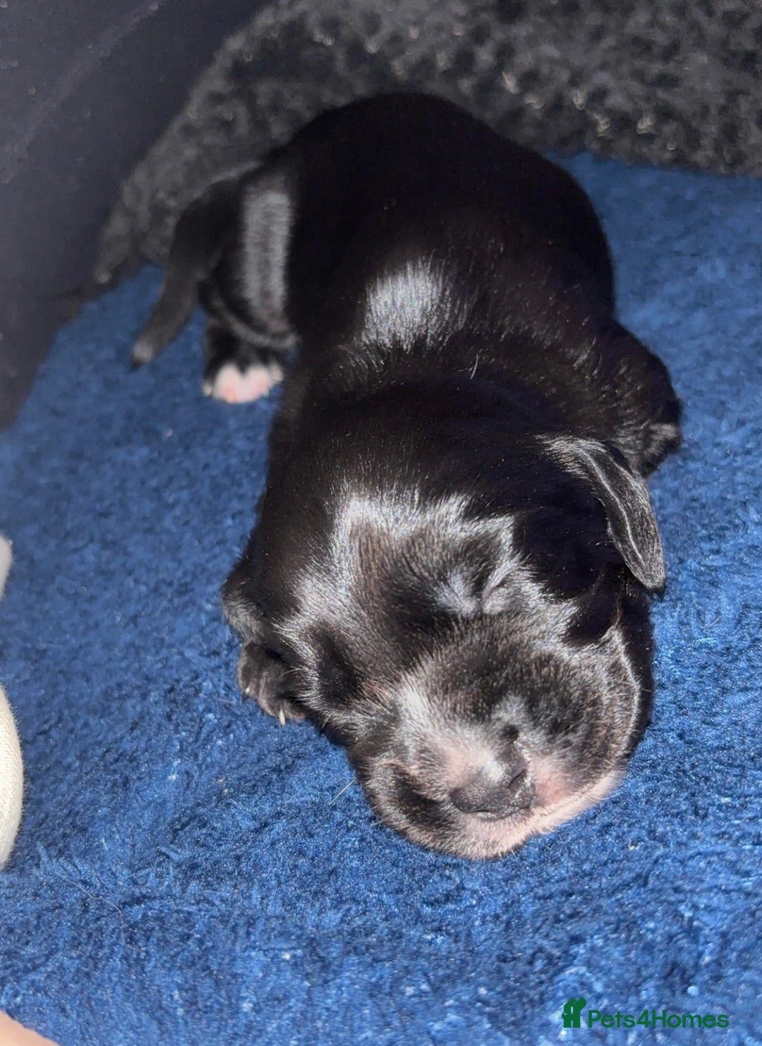 Cockerdor dogs for sale: Cockerdors  - Advert 8