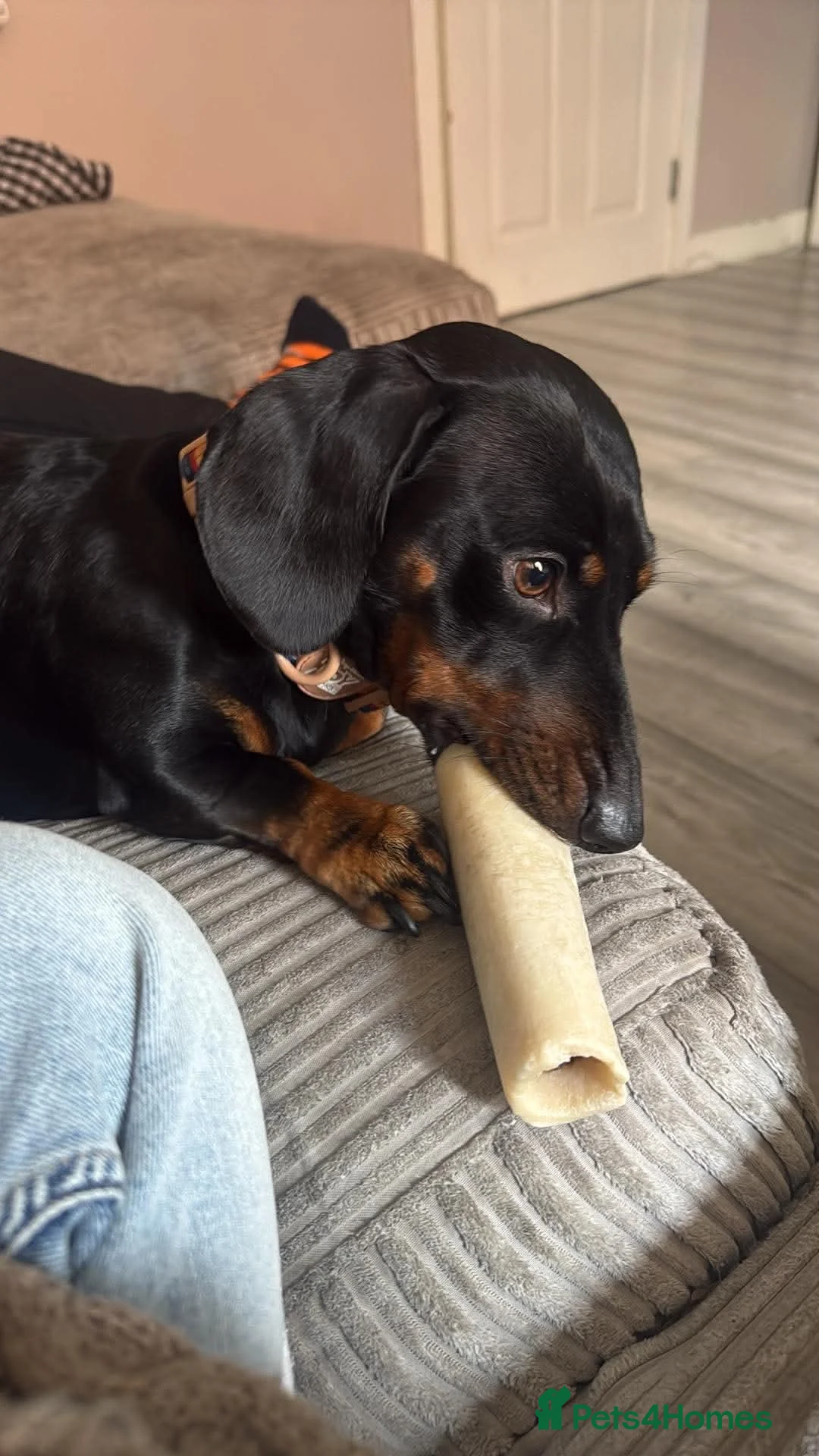 Miniature Dachshund dogs for sale: Last male puppy for sale  in Bristol - Advert 12