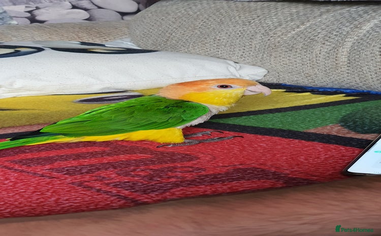 Parrots birds - Advert 1