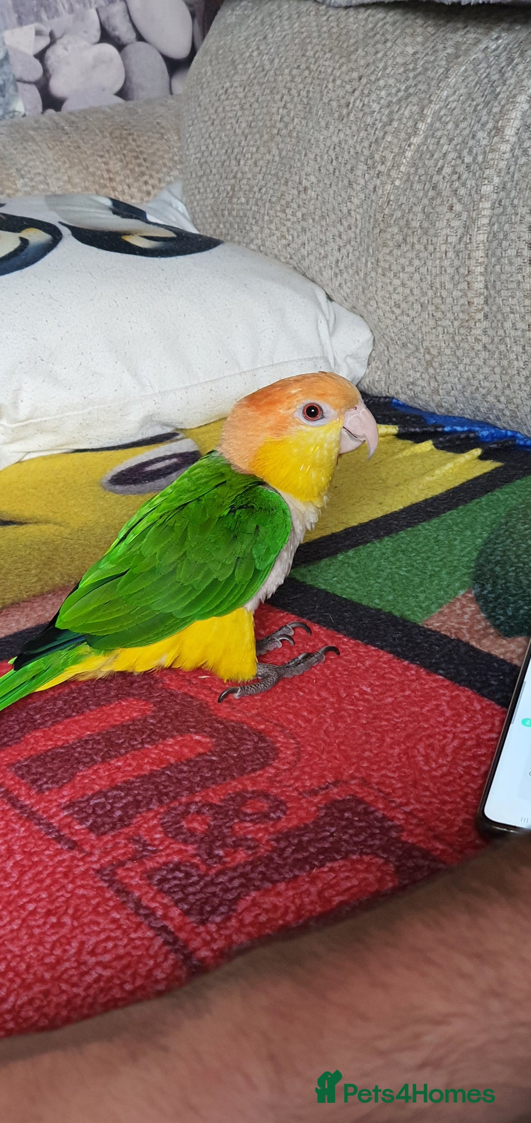Parrots birds for sale: Yellow Thiqued Caique  - Image 1