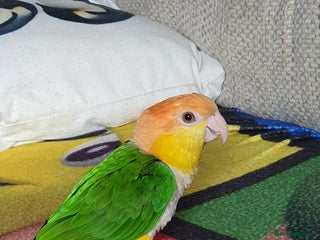 Parrots birds - Advert 21