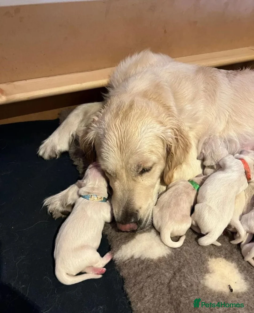 Golden Retriever dogs for sale: 🐾Beautiful Golden Retrievers🐾-not to be missed✨ in London - Advert 2
