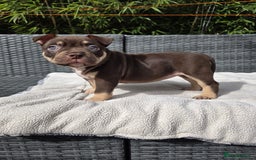 American Bully dogs for sale: 3 Stunning Pocket American bully  - Image 14