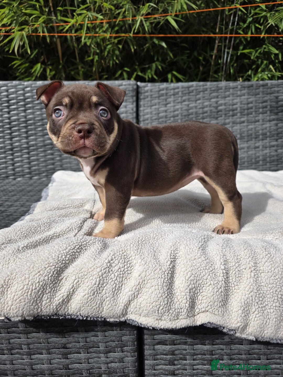 American Bully dogs for sale: 3 Stunning Pocket American bully  - Image 14