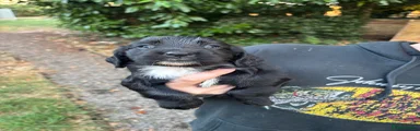 Black dog