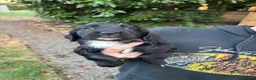 Cocker Spaniel dogs for sale: Working cocker spaniels  - Advert 15