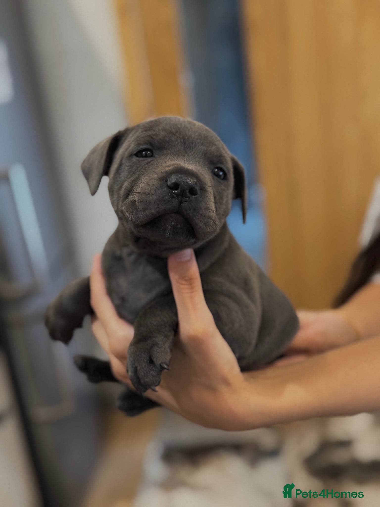 Staffordshire Bull Terrier dogs Health Tested KC Staffordshire Bull Terriers - Advert 2