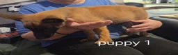 Belgian Shepherd Dog dogs for sale: Belgian Malinois Puppies for Sale- 11 weeks old - Advert 18