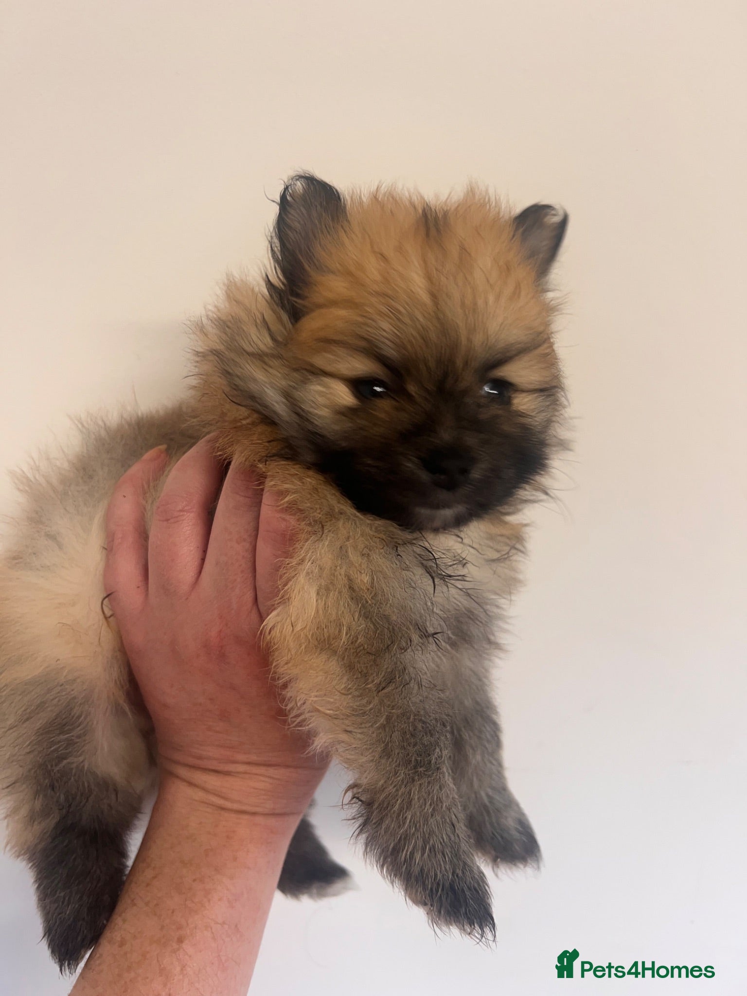 Pomeranian dogs Pomeranian Puppies  - Advert 16