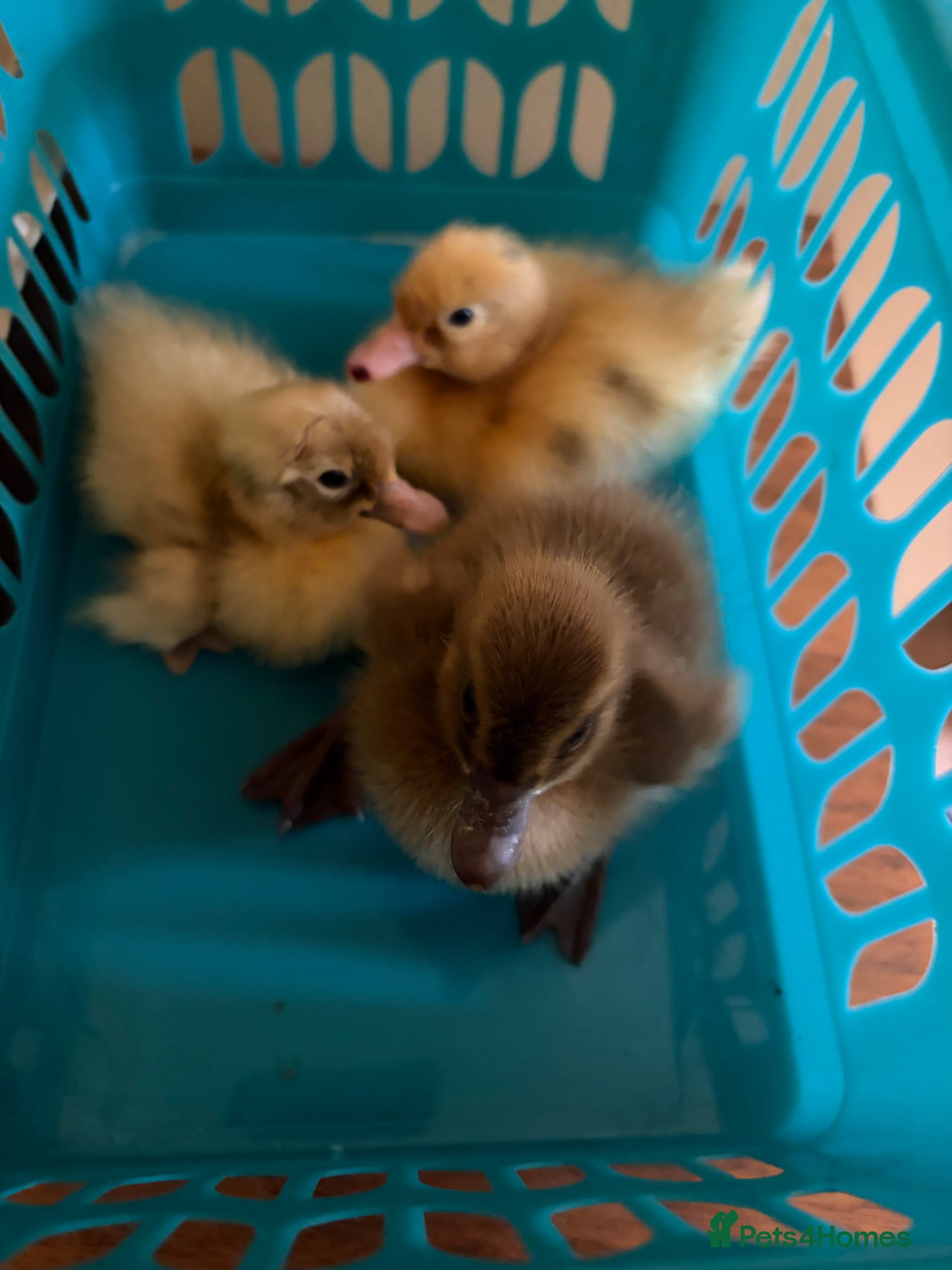 Ducks poultry Indian runner ducklings - Advert 16