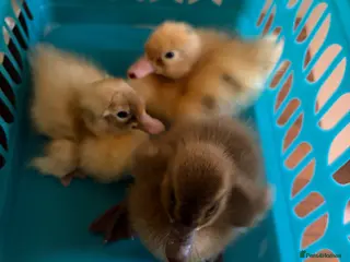 Ducks poultry Indian runner ducklings - Advert 16