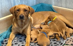 Labrador Retriever dogs for sale: Gorgeous Red Labrador Pups - Image 1