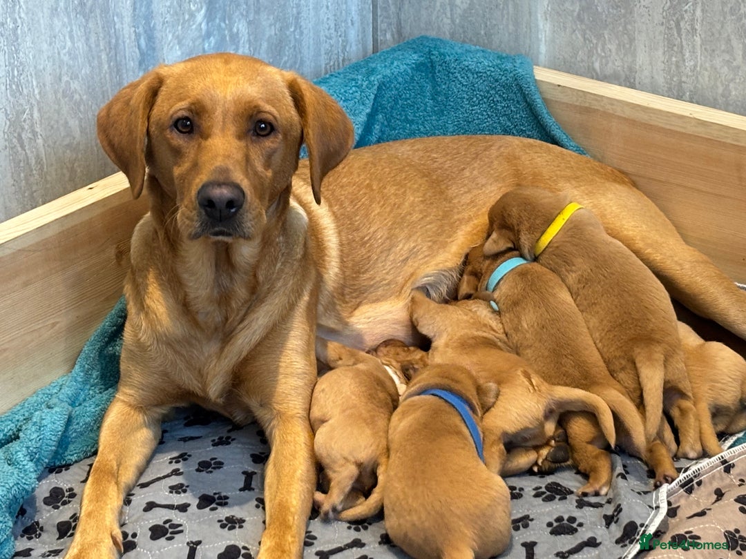 Labrador Retriever dogs for sale: Gorgeous Red Labrador Pups - Image 1