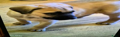 Presa Canario 4