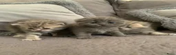 Scottish Fold cats for sale: 🌸PURE BREED SCOTTISH FOLD KITTENS🌸 - Advert 19