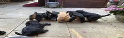 Labradoodle dogs for sale: Toy Labradoodle  - Advert 20