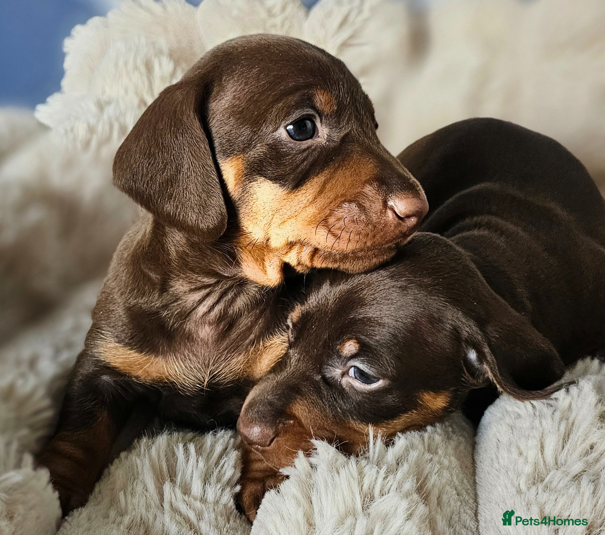 Dachshund dogs Stunning puppies, kc registered parents  - Advert 1
