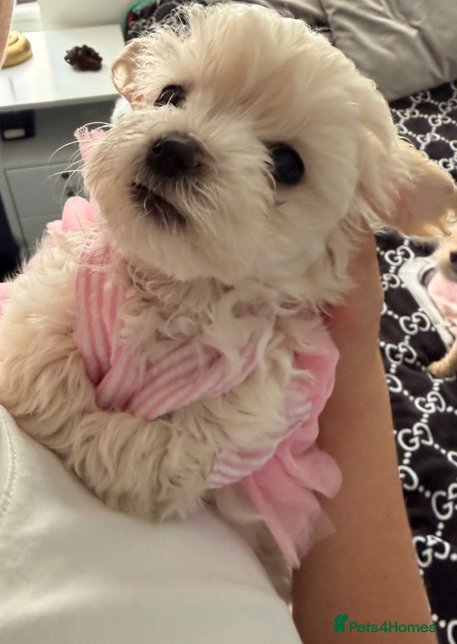 Maltipoo dogs ONLY ONE ❌❌💲Maltipoo GIRL - Advert 2