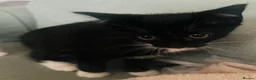 Mixed Breed cats for adoption: 3 Rescue kittens 🖤🤍🖤 - Advert 4