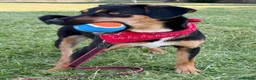 Mixed Breed dogs for adoption: ❤️🐶 PENNY – A WHOLE WORLD OF HAPPINESS! 🐶❤️ in Folkestone - Advert 24