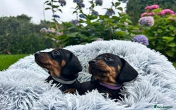 Miniature Dachshund dogs for sale: Kc reg PRA clear miniature dachshund puppies  - Image 4